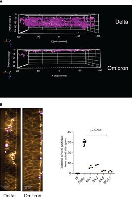 Omicron subvariants illustrate reduced respiratory tissue penetration, cell damage and inflammatory responses in human airway epithelia